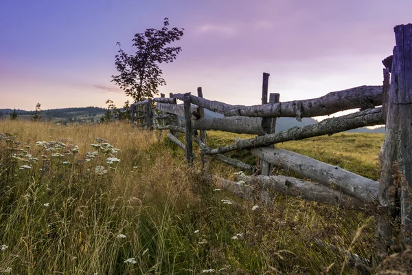 Morning in the meadow — Stock Photo, Image