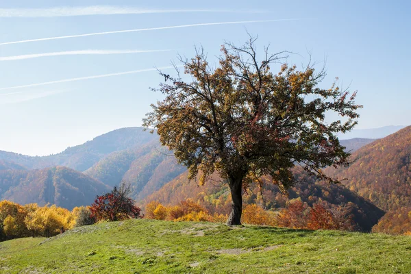 Eenzame boom op een heuvel — Stockfoto