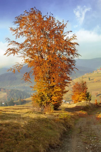 Árbol solitario en una colina —  Fotos de Stock