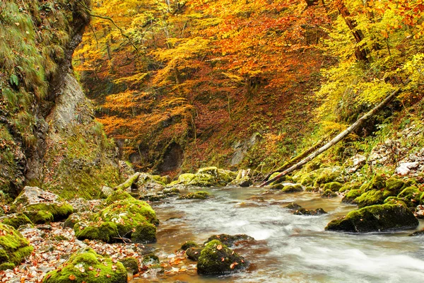 Galbena 峡谷秋 — 图库照片