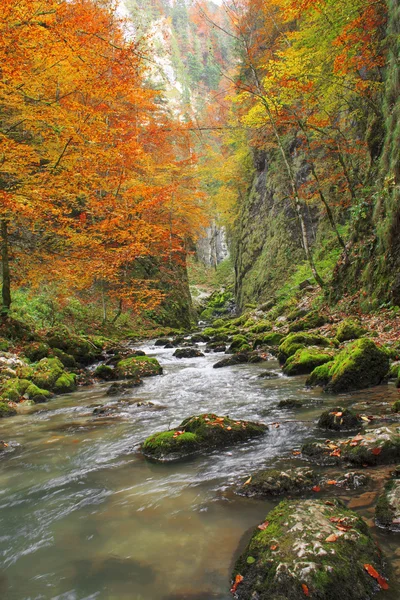 Galbena canyon outono — Fotografia de Stock