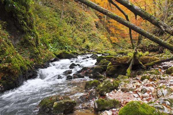 Bir şelale sonbahar renkleri — Stok fotoğraf