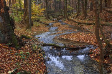 bir dere sonbahar renkleri