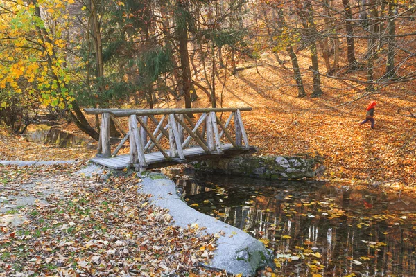 Potok v podzimním lese — Stock fotografie