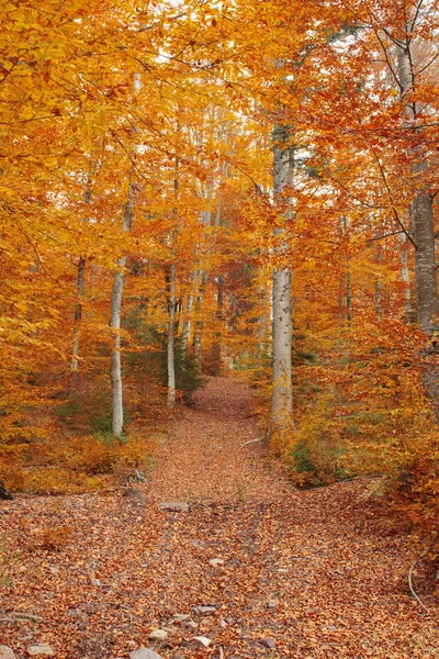 Hermosos colores otoñales en el bosque —  Fotos de Stock