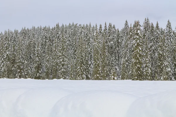 Snöiga landskap i bergen — Stockfoto