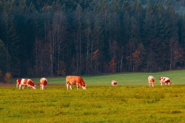 Sabah tarlada otlayan inekler, sisli havada Watzmann dağlarının arka planı, Almanya 'nın Bavyera, Berchtesgaden yakınlarındaki bir kasaba.