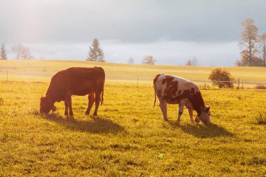 Sabah tarlada otlayan inekler, sisli havada Watzmann dağlarının arka planı, Almanya 'nın Bavyera, Berchtesgaden yakınlarındaki bir kasaba.