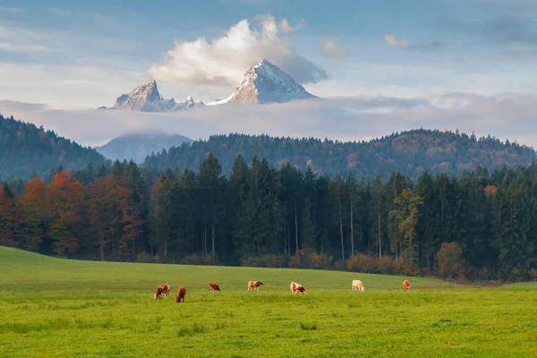 Grazende Koeien Het Veld Ochtend Achtergrond Van Het Watzmann Gebergte — Stockfoto