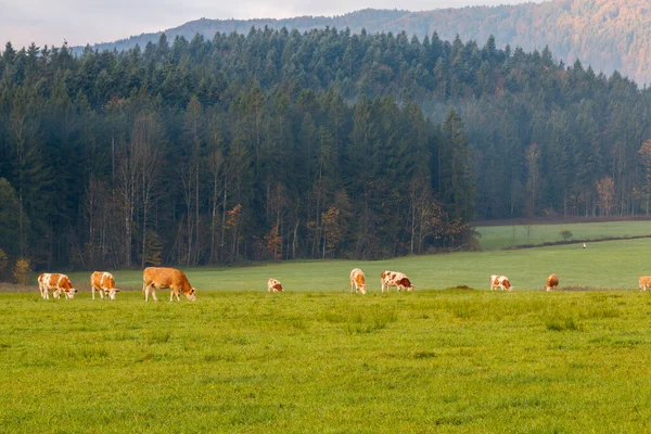Vacas Pastoreo Campo Por Mañana Fondo Las Montañas Watzmann Tiempo — Foto de Stock