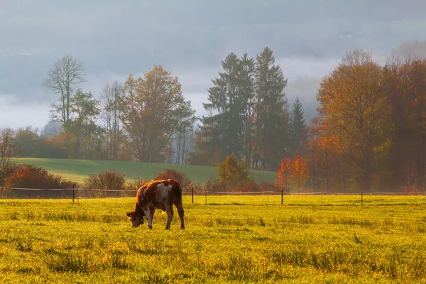 Grazende Koeien Het Veld Ochtend Achtergrond Van Het Watzmann Gebergte — Stockfoto