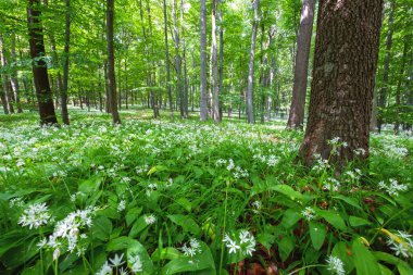 Bahar mevsimi açan kayın ormanları güzel beyaz sarımsak, yabani soğan (Allium ursinum), sarımsak çiçeği yenilebilir ve sağlıklı, Macaristan 'daki Meksek orta dağları
