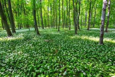 Macaristan 'da güzel beyaz sarımsak, yabani soğan (Allium ursinum), sarımsak çiçeği yenilebilir ve sağlıklı Mekke orta dağları ile güzel bir bahar mevsimi açan kayın ormanı.