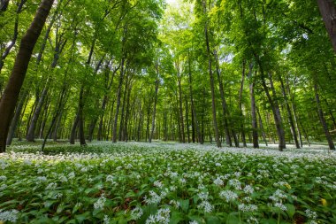 Bahar mevsimi kayın ormanları güzel beyaz sarımsak, yabani soğan (Allium ursinum), sarımsak çiçeği yenilebilir ve sağlıklı, Avrupa, Macaristan 'daki Mecsek orta dağları