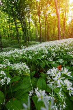 Macaristan 'da güzel beyaz sarımsak, yabani soğan (Allium ursinum), sarımsak çiçeği yenilebilir ve sağlıklı Mekke orta dağları ile güzel bir bahar mevsimi açan kayın ormanı.