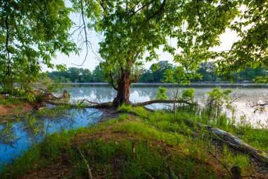 Macaristan 'da güzel yeşil manzaralı Tisza nehrinin kıyısında sıcak bir yaz günbatımı.