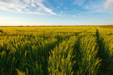 Buğday tarlasında güzel bir gün batımı, buğday gelişimi, güzel altın buğday tarlaları, Macaristan 'da ekilmiş tarım arazisi.