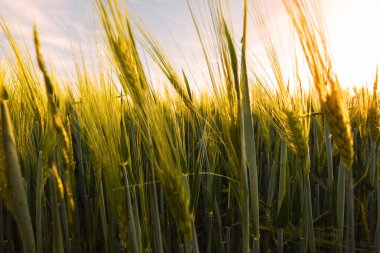 Buğday tarlasında güzel bir gün batımı, buğday gelişimi, güzel altın buğday tarlaları, Macaristan 'da ekilmiş tarım arazisi.