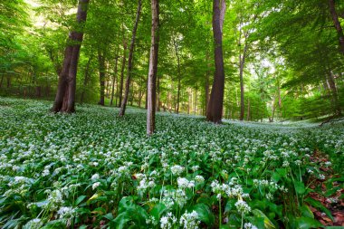 Bahar mevsimi açan kayın ormanları güzel beyaz sarımsak, yabani soğan (Allium ursinum), sarımsak çiçeği yenilebilir ve sağlıklı, Macaristan 'daki Meksek orta dağları