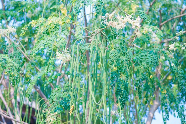 Drzewa Moringa — Zdjęcie stockowe