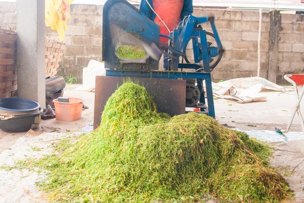 Tütün yaprağı kurutma işlemi tarafından güneş ışığı dilimlenmiş. — Stok fotoğraf