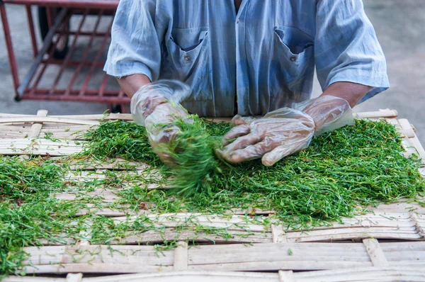 Hoja de tabaco en rodajas de cerca en proceso de secado por luz solar —  Fotos de Stock