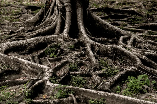 Closed up big tree roots — Stock Photo, Image