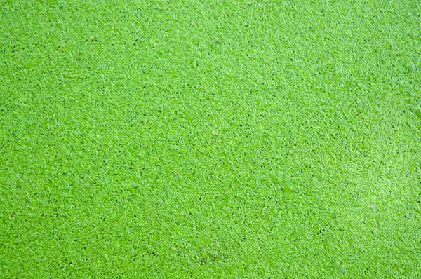 Cerrado duckweed en la superficie del agua muestran concepto de textura de la naturaleza —  Fotos de Stock