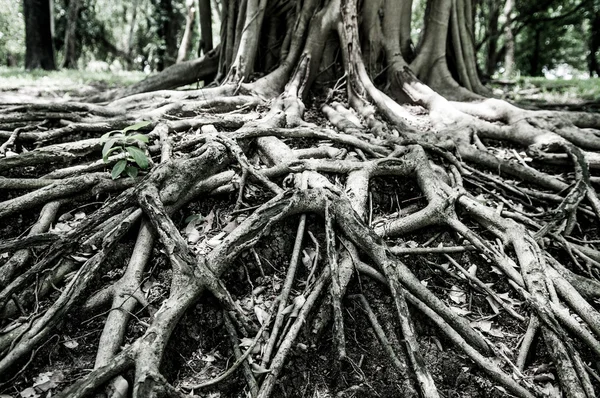 Encerrado raízes de árvores grandes — Fotografia de Stock