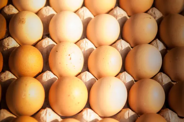 Huevo de gallina en plato de papel — Foto de Stock