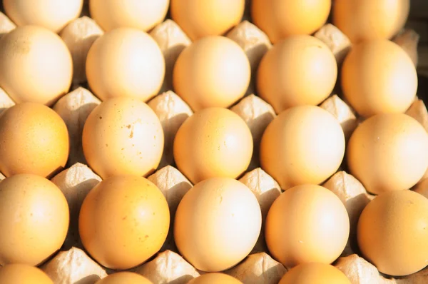 Huevo de gallina en plato de papel — Foto de Stock