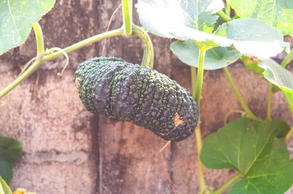 Green pumkin in garden — Stock Photo, Image