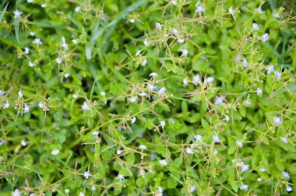 Flower grass background — Stock Photo, Image