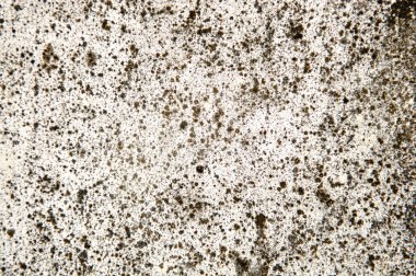 eski kat arka plandan liken ve mantar