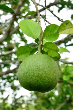 taze pomelo veya on ağacının, citrus maxima