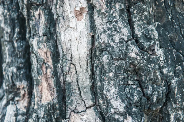 Black bark texture background — Stock Photo, Image
