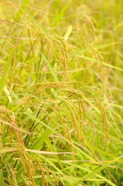 Reispflanze im Reis — Stockfoto