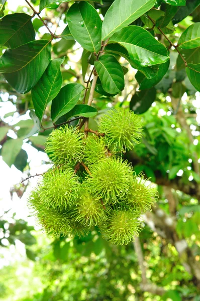 Rambutan tree — Stock Photo, Image