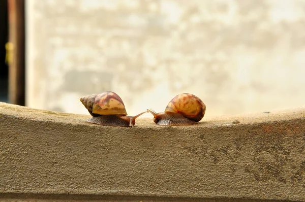 Treffen zweier Schnecken an der Wand — Stockfoto