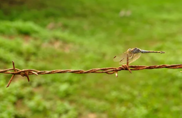 Vážka na ostnatý drát na zelené — Stock fotografie
