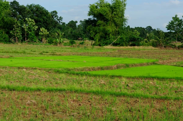 Rice paddy in Thailand — Stock Photo, Image