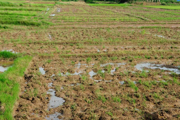 Rice paddy farm na Tailândia — Fotografia de Stock