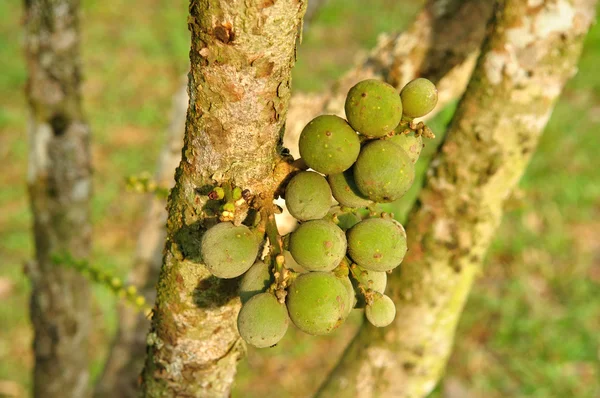 Longkong vert fruit sur l'arbre — Photo