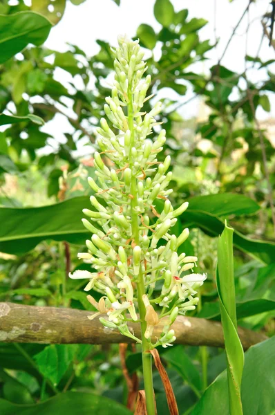 Flor de Galanga — Fotografia de Stock