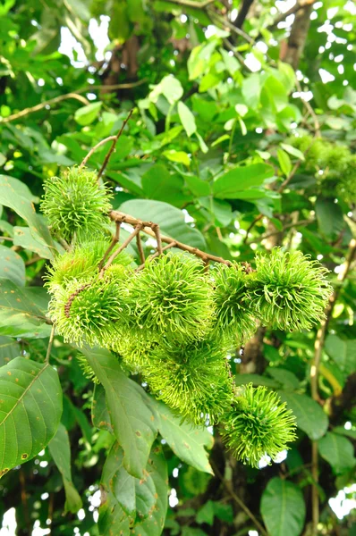Green lambutan — Stock Photo, Image