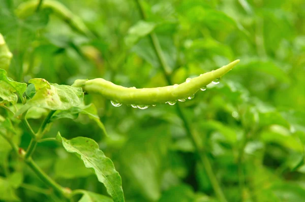 Green chilli whit water drop after rain fall — Stock Photo, Image