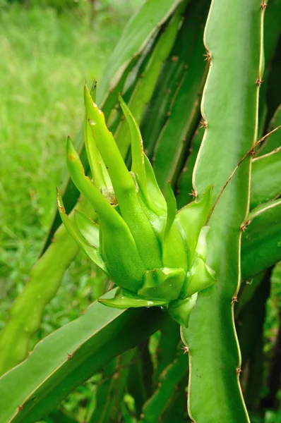 Lähikuva vihreä lohikäärme hedelmäinen — kuvapankkivalokuva