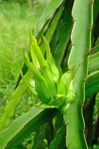 Grüne Drachenfrucht aus nächster Nähe — Stockfoto