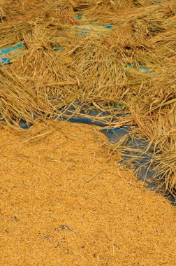 pirinç tahıl plastik pad üzerinde