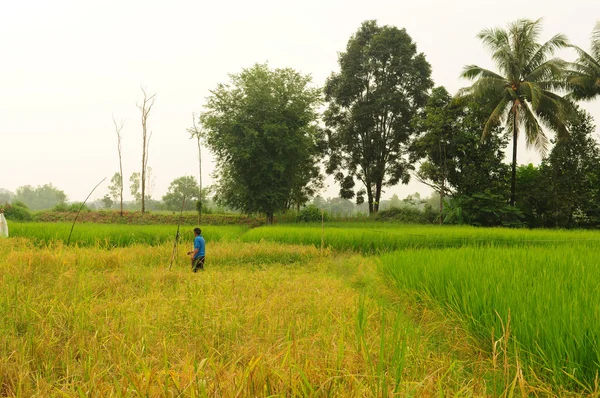 Agricultor que trabaja en la granja de arroz de Tailandia —  Fotos de Stock